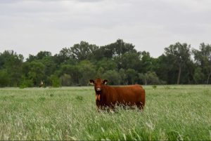 UNL, Iowa State giving livestock producers a look into virtual fencing practices on bus tour