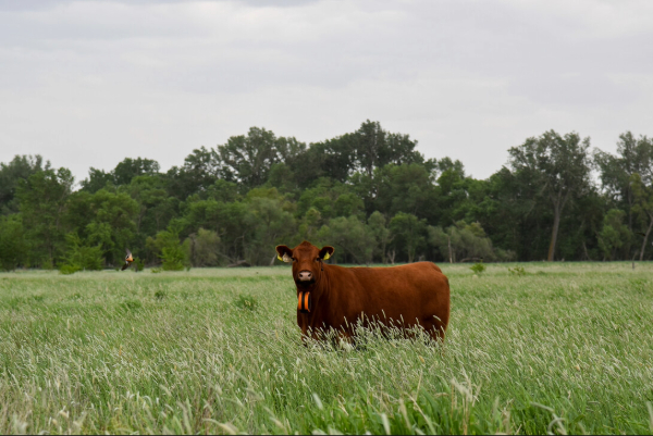 UNL, Iowa State giving livestock producers a look into virtual fencing practices on bus tour