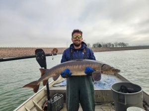 Rare lake sturgeon made 681-mile swim