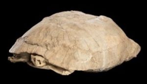 New Smithsonian Exhibition Opens Featuring Fossil Tortoise From Nebraska