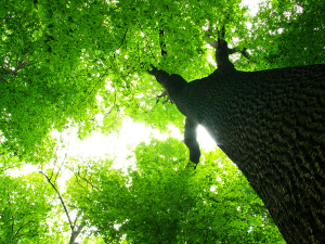 Free Trees Add Value to Property