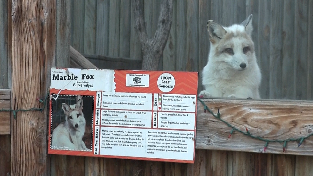 GHS Student Council Check Jump-Starts Marble Fox Habitat Expansion Project