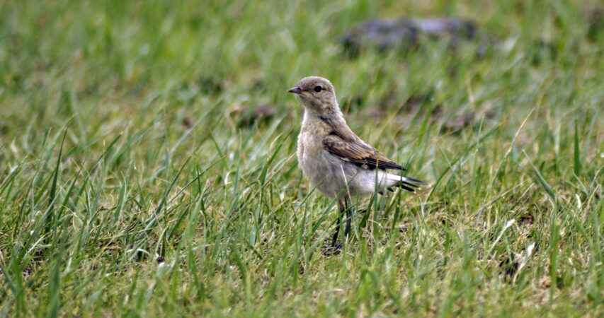 KNEB-AM 960 AM – 100.3 FM - Participate in First Nebraska Birding Bowl