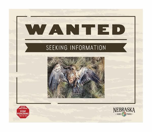 NGPC Investigating Illegal Killing of Young Bald Eagle in Morrill County