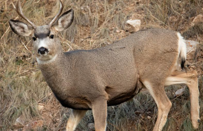 CWD Detected in Two New Wyoming Deer Hunt Areas