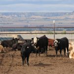 UNL Livestock Systems Hosts Educational Event in Alliance