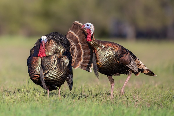 Nebraska Volunteers Power Conservation Work for 2026