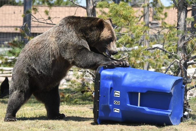 National Park Service Reminds Visitors to be Bear Aware as Spring and Summer Bear Activity Increases 