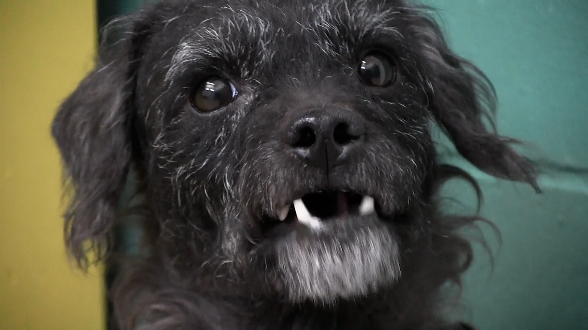 Winifred- PHS Pet of the Week