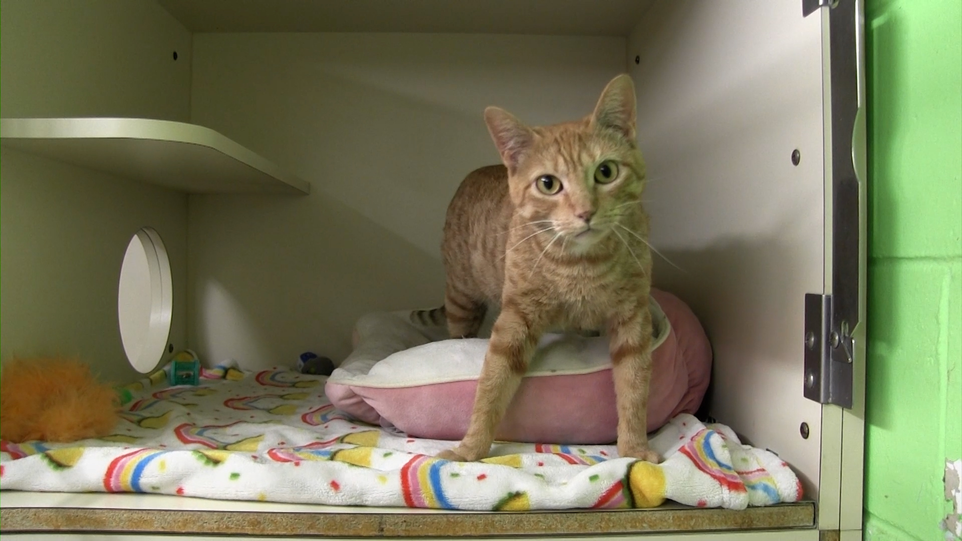 Marigold- PHS Pet of the Week