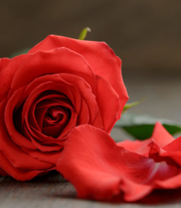 Regina Hanis, 83, of Bruno