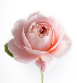 Jean Reeson Baumert, 73, of West Point