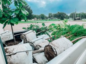 New Trees for Scribner