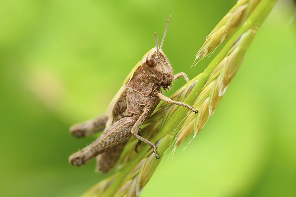 Locust invasion wreaks havoc on Pakistan’s crops, orchards