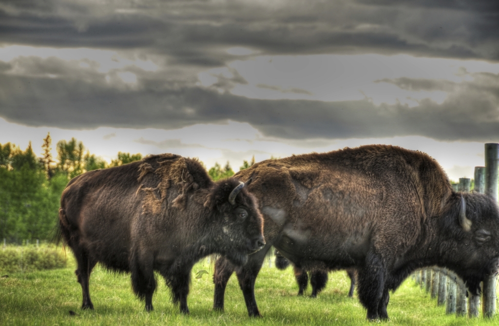 Small herd of purebred bison growing on prairie in Nebraska York's