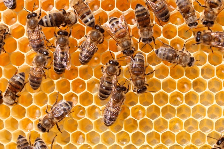 Agency denies critical habitat for endangered bumblebee