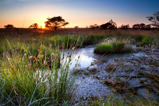 Wildlife agency seeks to carve out areas from protections