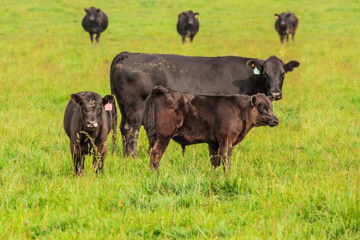 Ricketts announces $100M available to livestock producers