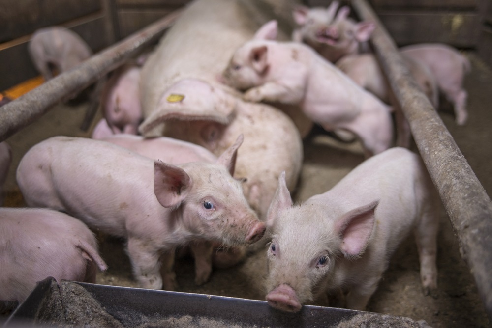 (AUDIO) Hogs and Pigs Report