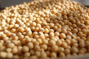 Nebraska Soybean Board to meet November 24 in York