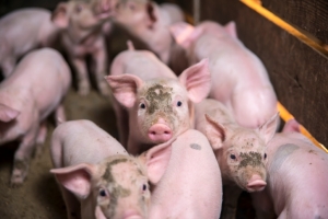 U.S. pork producers encourage Americans to 'Give a Ham'
