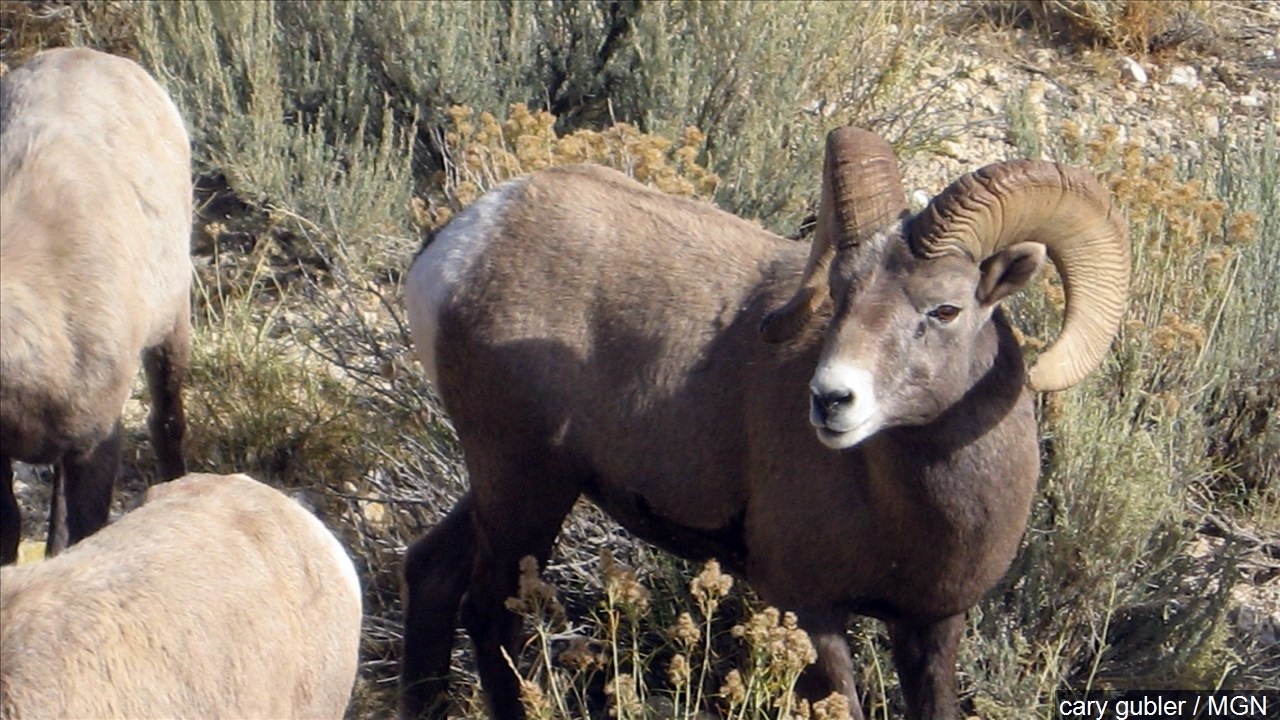 Colorado Man Accused of Illegal Harvest of a Panhandle Bighorn Sheep - Vimarsana News