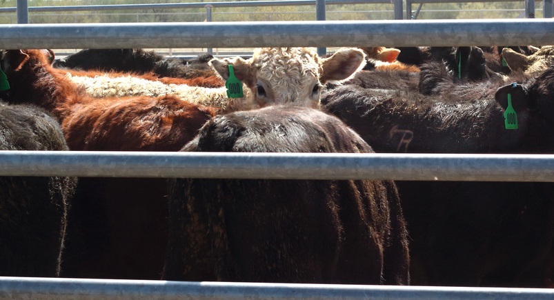 Cattle Call looks at early cash trade & could that be an oversold market?