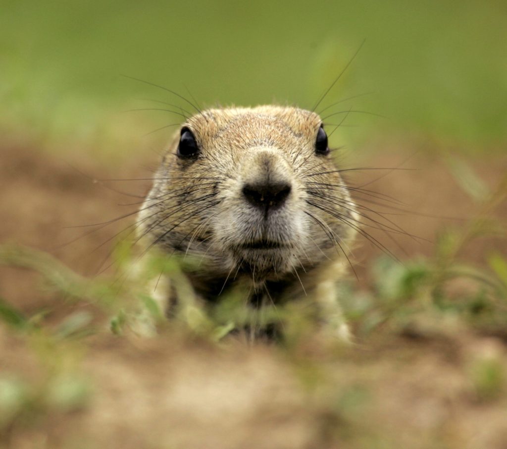 Nebraska prairie dog management law in crosshairs once again KNEB