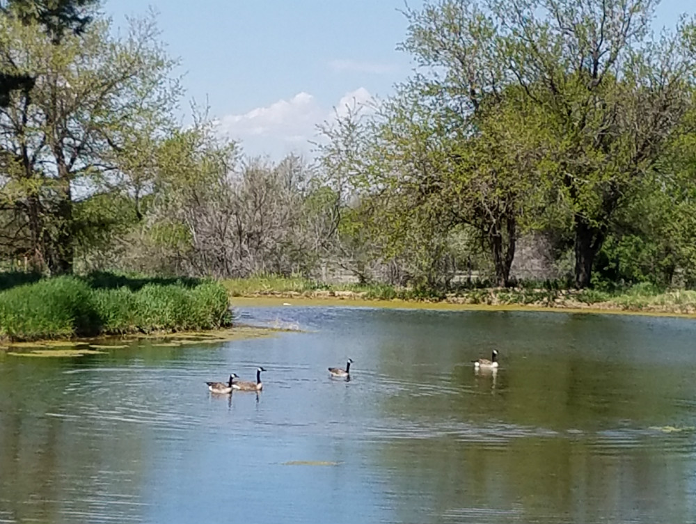 Commissioners to consider waterfowl recommendations, two-tier duck bag limit - Vimarsana News