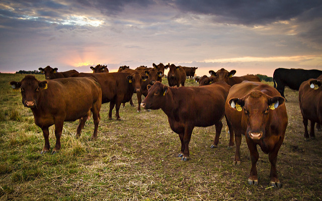 Panhandle Perspectives: Annual cow costs- the big three - Vimarsana News