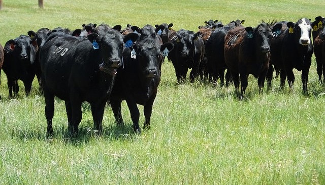 VIDEO: At Ag Committee Hearing, Fischer Questions Witnesses on Cattle Markets Following Fire at Holcomb Beef Plant