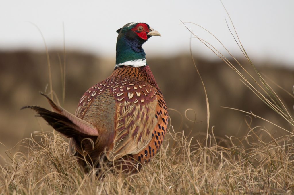 Corn Country 27th Annual Pheasants Forever Banquet Set For This Saturday
