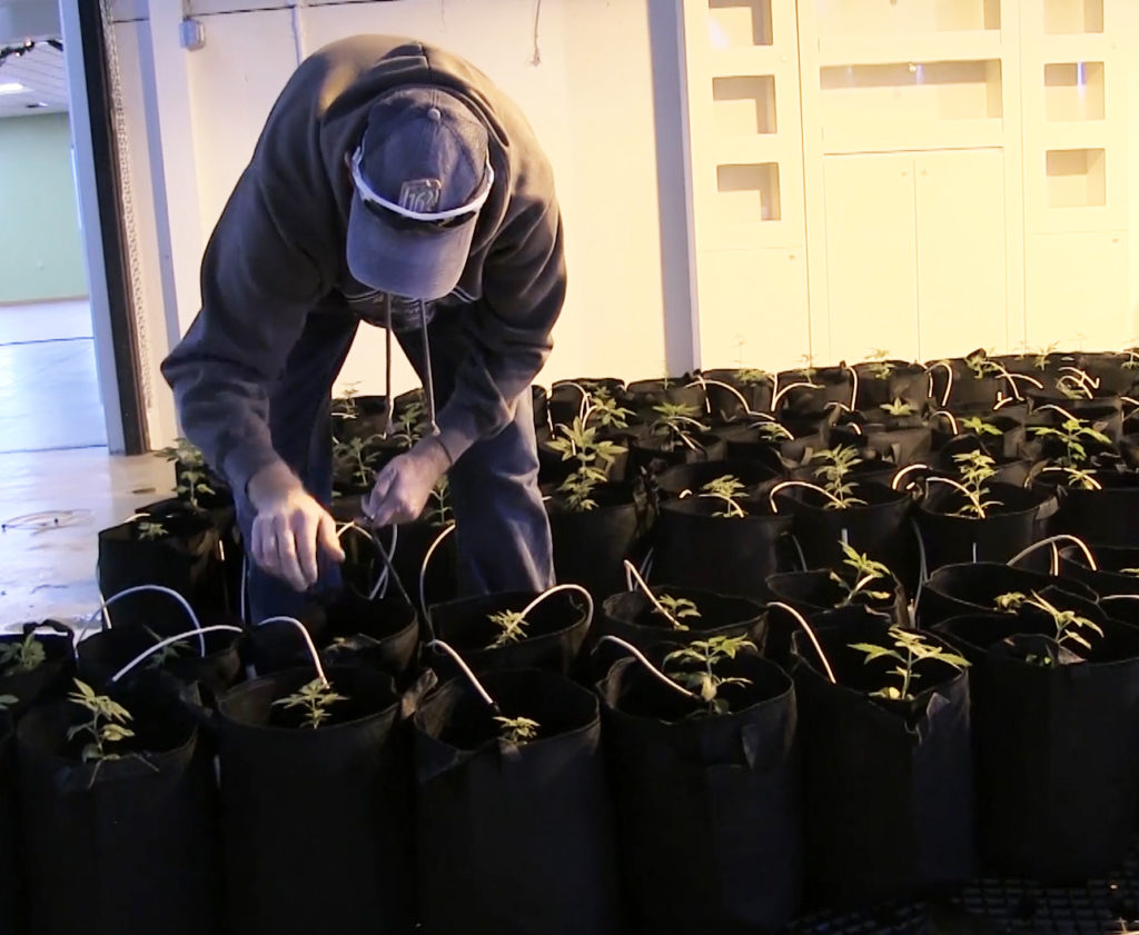 Ag business to grow and market hemp seed