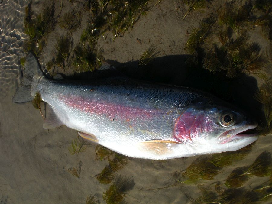 State to stock Nebraska ponds, lakes with rainbow trout