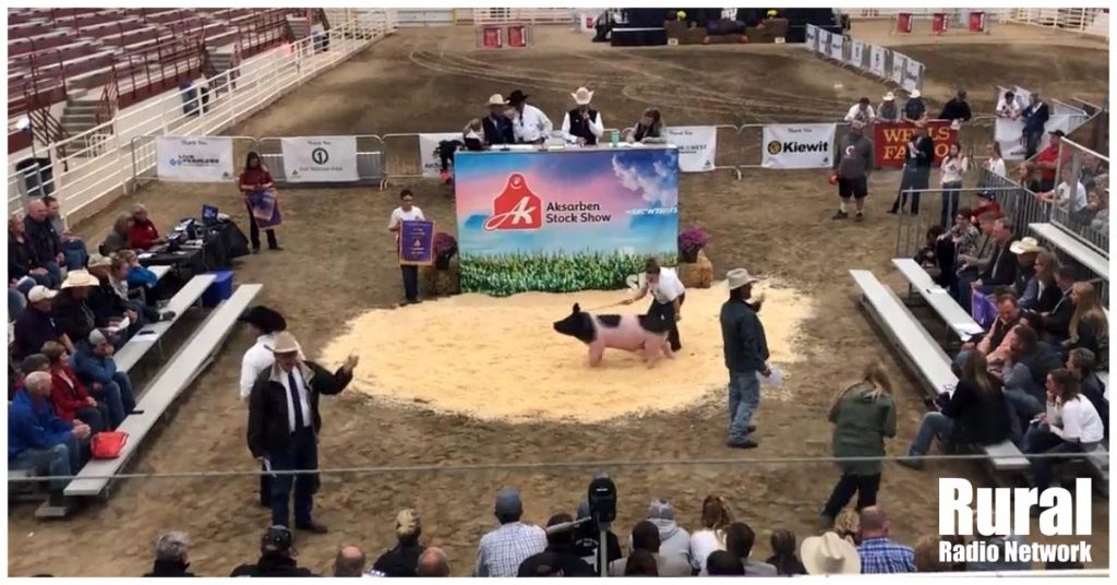 Aksarben Purple Ribbon Auction rewards hard-working youth | Aksarben Stock Show Spotlight
