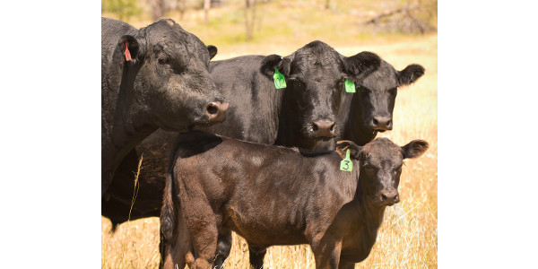 Fundamentals and the cattle market on this week’s Cattle Call