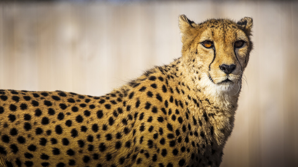 Husker Researchers Plot Tracking Technology at Lincoln Children's Zoo - Vimarsana News