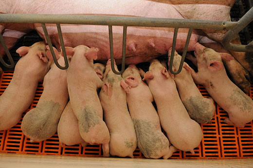 K-State plans junior swine, meat goat events