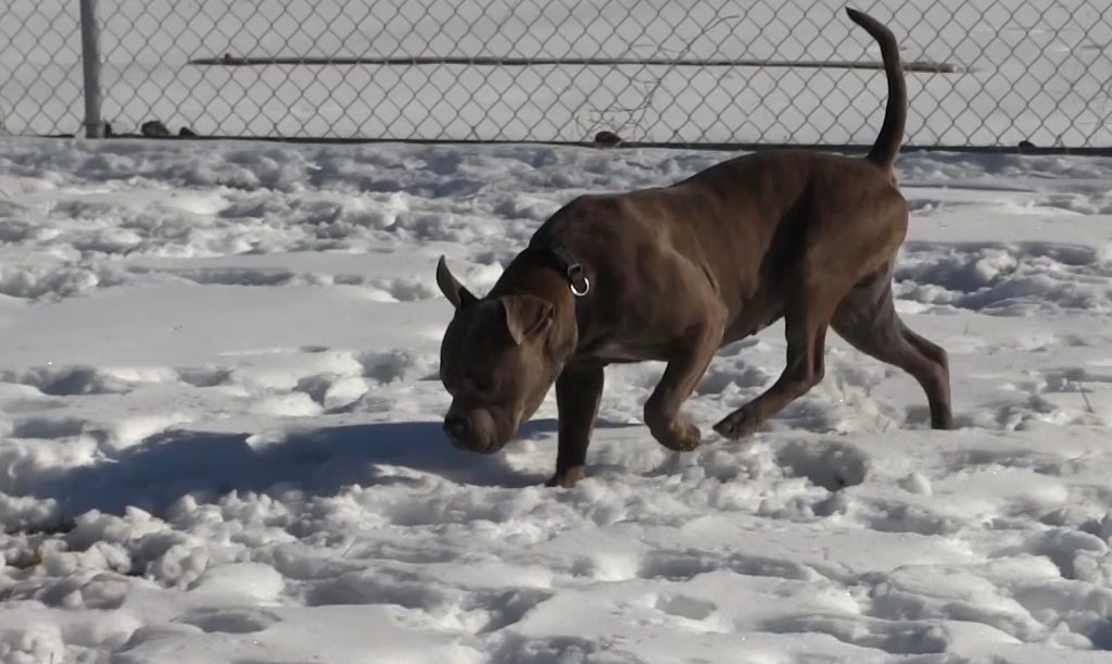 Dog euthanized after death of 1-month-old